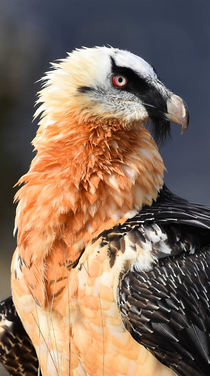 Zwei Geier sitzen nebeneinander auf einem Nest. Einer der beiden landet gerade und hat dabei die Flügel weit ausgebreitet.