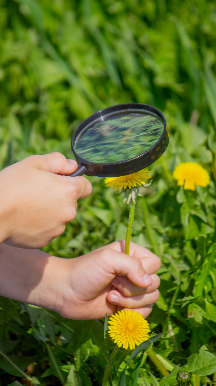 Die Flora-Incognita-App zeigt verschiedene Blumenarten.