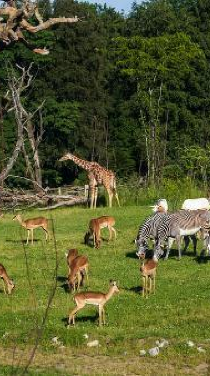Zebras, Giraffen, Antiloppen grasen zusammen auf einer Wiese