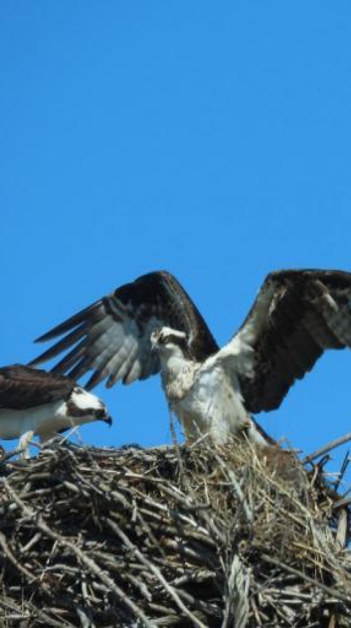 Zwei Geier sitzen nebeneinander auf einem Nest. Einer der beiden landet gerade und hat dabei die Flügel weit ausgebreitet.