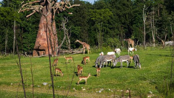 Zebras, Giraffen, Antiloppen grasen zusammen auf einer Wiese