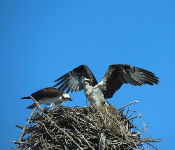 Zwei Geier sitzen nebeneinander auf einem Nest. Einer der beiden landet gerade und hat dabei die Flügel weit ausgebreitet.