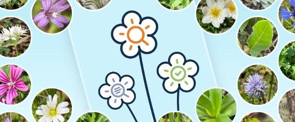 Die Flora-Incognita-App zeigt verschiedene Blumenarten.